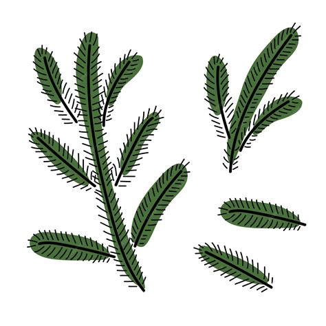 Zimowe zbiory. Gałęzie choinkowe. Ręcznie rysowane odręczny szkic ...