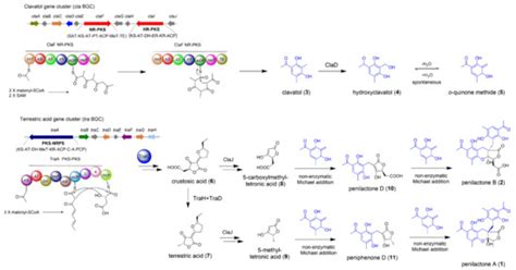Biosynthesis of Fungal Natural Products Involving Two Separate Pathway ...