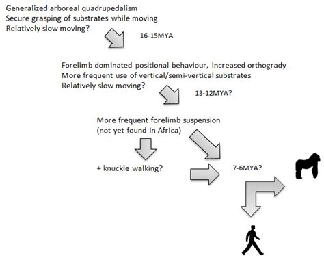 Image result for Locomotor Patterns in Primates