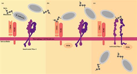 B. anthracis Macrophage Invasion Mechanism | Encyclopedia MDPI