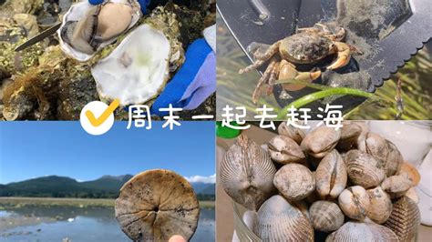 西雅图海湾人vs圣路易斯市SC 4/8/23 - 美国职业足球大联盟的预测和预报 - 博海