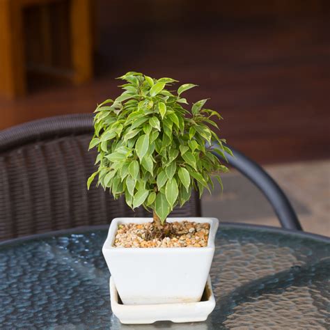 Indoor Ficus Plants - Care Instructions | Indoor Gardening