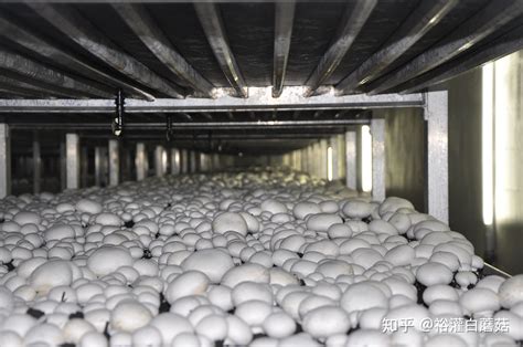 大棚种植杏鲍菇栽培技术一亩收益至少十万