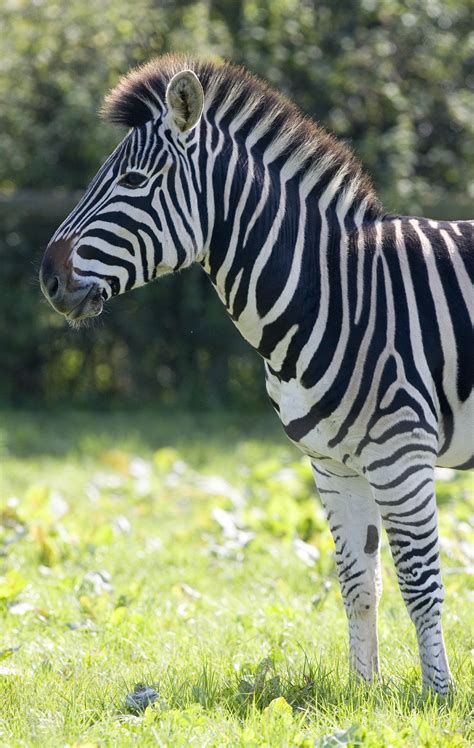 How Long Does A Zebra Live? Unveiling Lifespan Secrets - Vet Advises