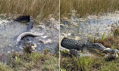 Everglades Python vs Alligator 的图像结果