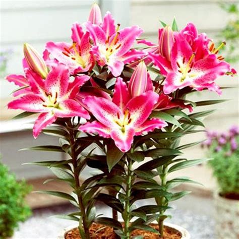Buy Pink Flower Bulbs online from Nurserylive at lowest price.