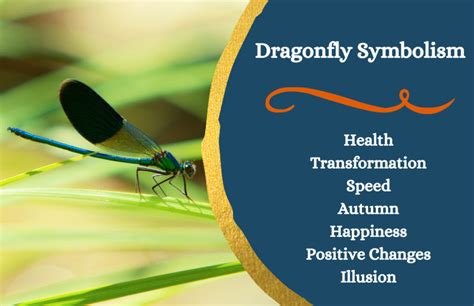 Dragonfly Symbolism and Meaning - Symbol Sage