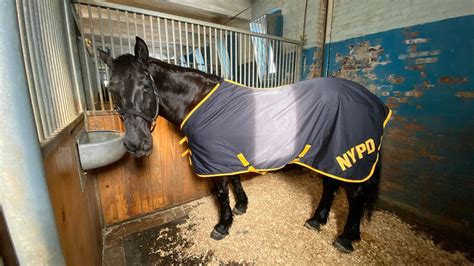 Spooked NYPD horses get loose in Brooklyn | FOX 5 New York