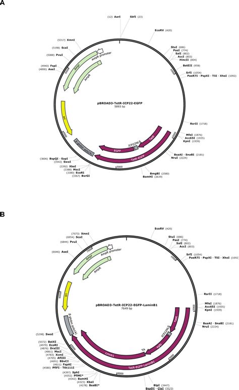 Pcambgfp Vector Map 的图像结果