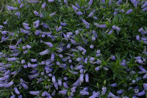 Purple Blue Flower Shrub at Jesse Banks blog
