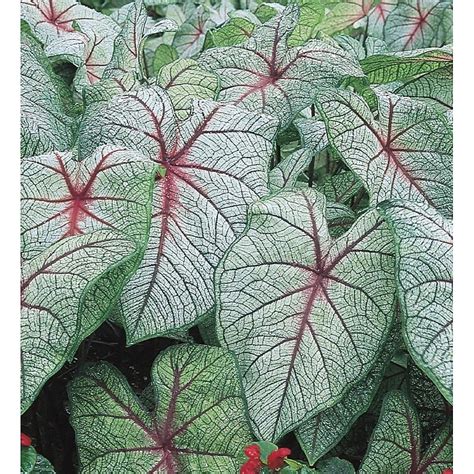 Garden State Bulb No Flowers White Queen Caladium Bulbs 5-Pack 3012678 ...