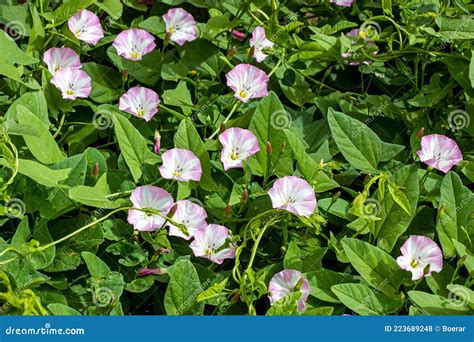 White and Pink Morning Glory Ipomoea Aquatica, False Bindweed, Water ...