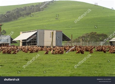 Free Range Chicken Farm Australia Pasture Stock Photo 2511570897 ...