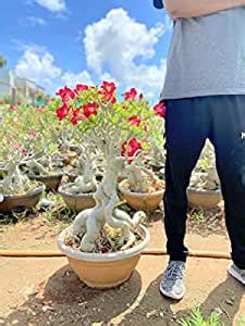 Indian Gardens - Adenium Bonsai 12 Years Obesum Original Plant Without ...