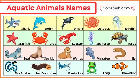 100+ Aquatic Animals Names in English with Pictures | Vocabish