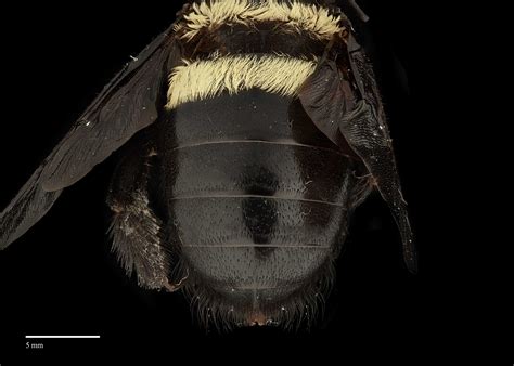 Xenoxylocopa | Exotic Bee ID