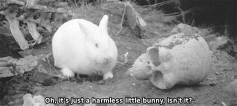Image result for Monty Python Rabbit GIF