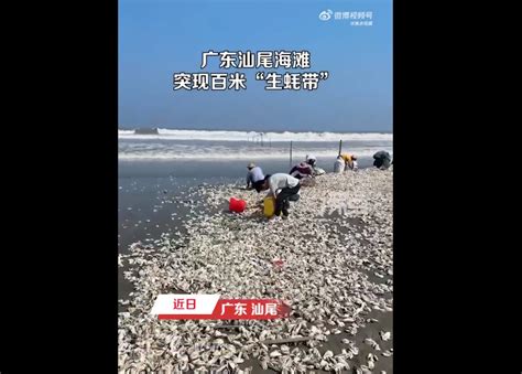 官方回应广东汕尾海滩突现百米生蚝带：建议尽量不要食用-大象网