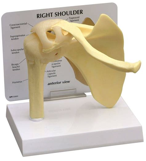 Image result for Shoulder Joint Model