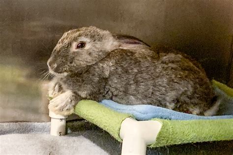 Georgia House Rabbit Society Calls on Petland to End Rabbit Sales