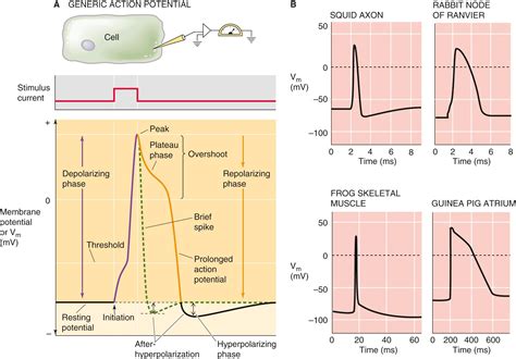Electrical Excitability and Action Potentials - Clinical Tree