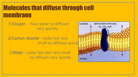 cell membrane transport mechanisms and related disorders ppt..pptx