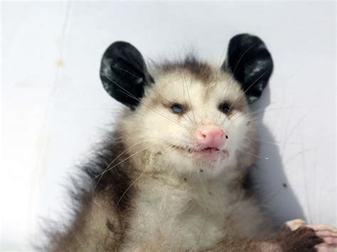 Cat Mom? Teenage Tabby Is Raising Possums Like They’re Her Own - Parade ...