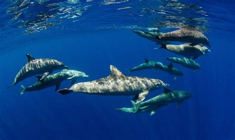 Dolphin 的图像结果