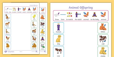 Twinkl Symbols: Science: Animal Offspring Matching Activity