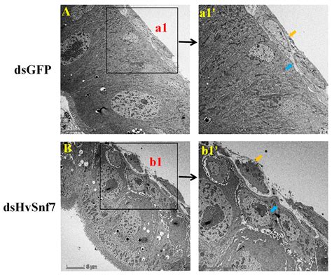 Feeding Delivery of dsHvSnf7 Is a Promising Method for Management of ...