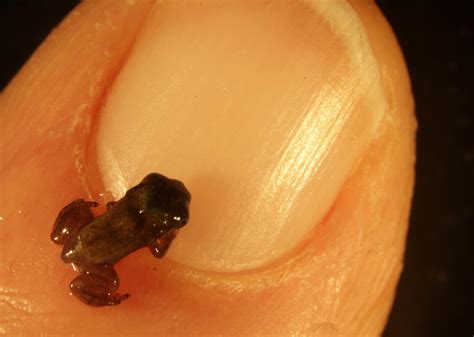 Alien Frog Species 的图像结果