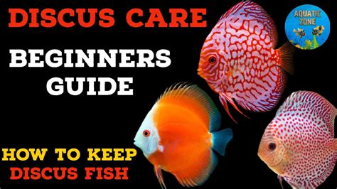 Image result for Discus Fish Care Guide