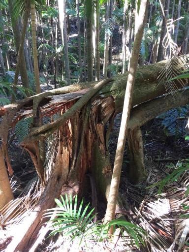 Funnel Vision Tree Fall 的图像结果