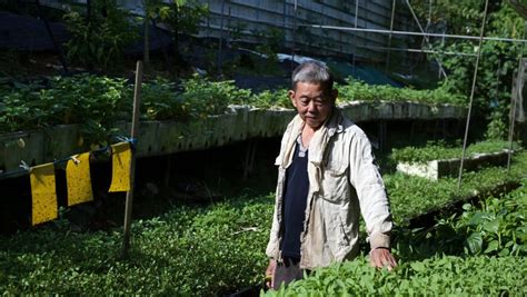 Local Produce FY6 的图像结果