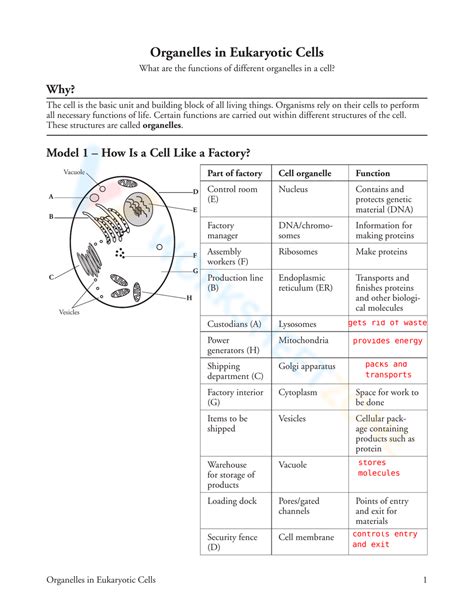 Cell Structure Worksheet Answers 的图像结果