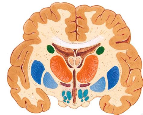 Image result for FR Cortex