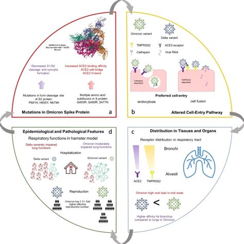 Image result for Omicron Tutorial