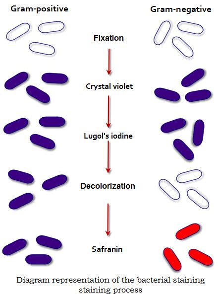Preparation Gram Stain 的图像结果