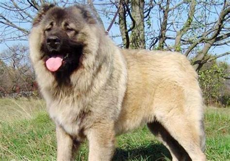 世界最大的犬科动物高加索犬，能够击败北美灰狼吗？_腾讯新闻
