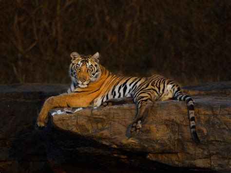 Snapshots From Panna National Park | Nature inFocus