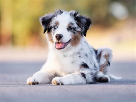 Cute Dog Breeds