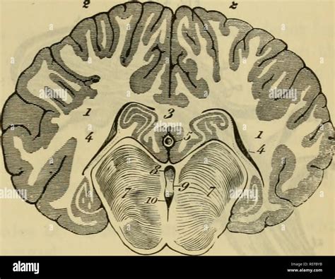 . The comparative anatomy of the domesticated animals. Veterinary ...