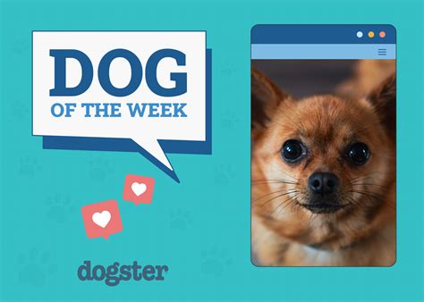 Can Dogs Have Beets? Vet-Reviewed Nutritional Facts & FAQ – Dogster