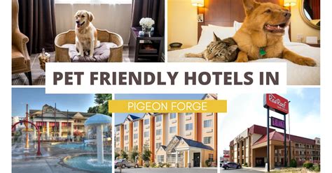 Image result for Python China