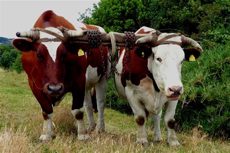 Yoked Oxen