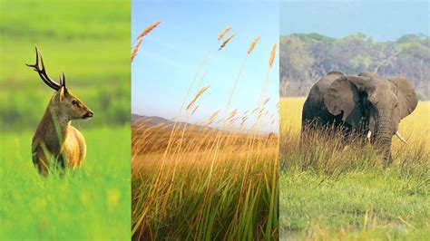 biome - Kids | Britannica Kids | Homework Help