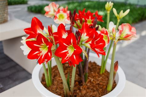 Growing Amaryllis Bulbs