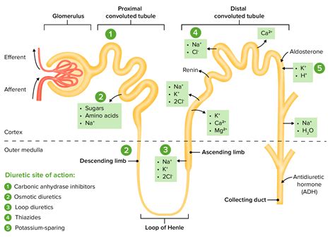 Potassium-sparing Diuretics | Concise Medical Knowledge