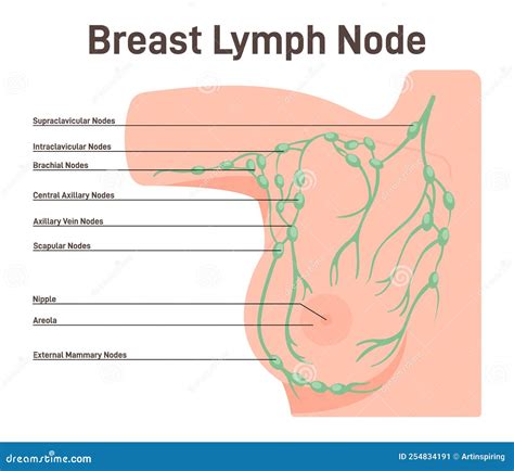 Woman Breast Lymph Node. Fluid Exchange, Body Defense from Infection Stock Vector - Illustration ...