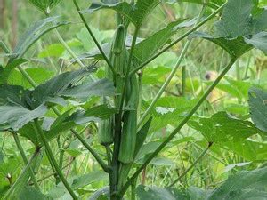 Axote Ladies Finger/Bhendi F60 Seed Price in India - Buy Axote Ladies ...